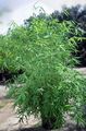 Bilde Bambus Urteaktig Plante beskrivelse, kjennetegn og voksende