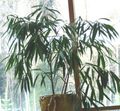 zöld Szobanövények Bambusz, Bambusa fénykép, termesztés és leírás, jellemzők és növekvő