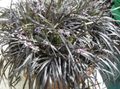 argintiu Plante de Interior Dragon Negru, Crin-Gazon, Barba Șarpe Lui, Ophiopogon fotografie, cultivare și descriere, caracteristici și în creștere