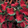 kırmızı Kapalı bitkiler Caladium fotoğraf, yetiştirme ve tanım, özellikleri ve büyüyen