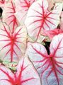 rengârenk Kapalı bitkiler Caladium fotoğraf, yetiştirme ve tanım, özellikleri ve büyüyen