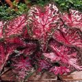 koyu kırmızı Kapalı bitkiler Caladium fotoğraf, yetiştirme ve tanım, özellikleri ve büyüyen