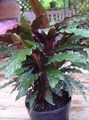 mørk grønn Calathea, Sebra Plante, Påfugl Anlegg Bilde, dyrking og beskrivelse, kjennetegn og voksende