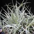 sidabrinis Vidinis augalai Carex, Viksvų Nuotrauka, auginimas ir aprašymas, charakteristikos ir augantis