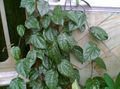 donkergroen Kamerplanten Celebes Peper, Prachtige Peper liaan, Piper crocatum foto, teelt en beschrijving, karakteristieken en groeiend