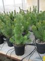 zöld Szobanövények Tengerparti Gyapjas Bokor fa, Adenanthos fénykép, termesztés és leírás, jellemzők és növekvő