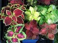 koyu kırmızı Kapalı bitkiler Coleus fotoğraf, yetiştirme ve tanım, özellikleri ve büyüyen
