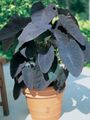 Bilde Colocasia, Taro, Cocoyam, Dasheen Urteaktig Plante beskrivelse, kjennetegn og voksende