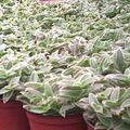 серебристый Комнатные Растения Цианотис, Cyanotis Фото, культивация и описание, характеристика и выращивание