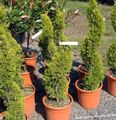 Bilde Sypress Treet beskrivelse, kjennetegn og voksende