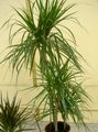 grønn Innendørs Planter Dracaena Bilde, dyrking og beskrivelse, kjennetegn og voksende