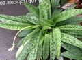 motley Innendørs Planter Drimiopsis Bilde, dyrking og beskrivelse, kjennetegn og voksende