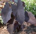 vineux des plantes en pot Éléphants Oreille, Alocasia Photo, la culture du sol et la description, les caractéristiques et un cultivation