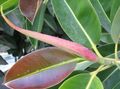 grön Krukväxter Fig träd, Ficus Fil, uppodling och beskrivning, egenskaper och odling