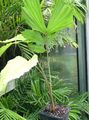 绿 室内植物 鱼尾掌 树, Caryota 照, 养殖 和 描述, 特点 和 成长