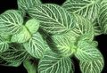motley Fittonia, Nerve Anlegg Bilde, dyrking og beskrivelse, kjennetegn og voksende