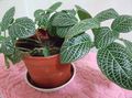 moteado Fittonia, Planta Nervio Foto, cultivo y descripción, características y cultivación