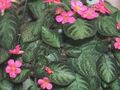 sötétzöld Szobanövények Láng Lila, , Episcia fénykép, termesztés és leírás, jellemzők és növekvő