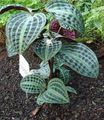 motley Geogenanthus, Seersucker Anlegg Bilde, dyrking og beskrivelse, kjennetegn og voksende