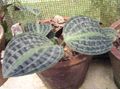 moteado Geogenanthus, Planta Seersucker Foto, cultivo y descripción, características y cultivación