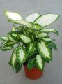 motley Innendørs Planter Giganten Dum Stokk, Dieffenbachia Bilde, dyrking og beskrivelse, kjennetegn og voksende