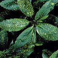 tarkabarka Szobanövények Arany Por Fa, Aucuba Japonica cserje fénykép, termesztés és leírás, jellemzők és növekvő