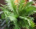zelena Sobne biljke Teško Paprat, Blechnum gibbum Foto, uzgajanje i opis, karakteristike i uzgoj