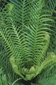 zelena Sobne biljke Teško Paprat, Blechnum gibbum Foto, uzgajanje i opis, karakteristike i uzgoj