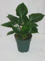 mörk-grön Krukväxter Homalomena Fil, uppodling och beskrivning, egenskaper och odling