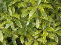 svetlo-zelena Sobne Rastline Japanese Lovor, Pittosporum Tobira grmi fotografija, gojenje in opis, značilnosti in rast