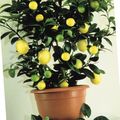 temno-zelena Sobne Rastline Lemon drevesa fotografija, gojenje in opis, značilnosti in rast