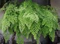 lysegrønn Innendørs Planter Maidenhair Fern, Adiantum Bilde, dyrking og beskrivelse, kjennetegn og voksende