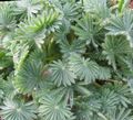 Bilde Oxalis Urteaktig Plante beskrivelse, kjennetegn og voksende