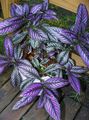 lilla Indendørs Planter Persisk Skjold, Strobilanthes dyerianus Foto, dyrkning og beskrivelse, egenskaber og voksende