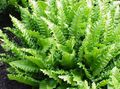 绿 室内植物 Phyllitis, Phyllitis scolopendrium 照, 养殖 和 描述, 特点 和 成长