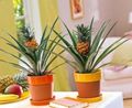 zelena Sobne biljke Ananas Foto, uzgajanje i opis, karakteristike i uzgoj