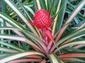motley Innendørs Planter Ananas Bilde, dyrking og beskrivelse, kjennetegn og voksende