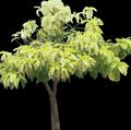 Bilde Pisonia Treet beskrivelse, kjennetegn og voksende