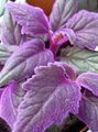 lilla Lilla Fløyel Plante, Royal Velvet Anlegg, Gynura aurantiaca Bilde, dyrking og beskrivelse, kjennetegn og voksende