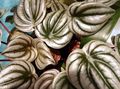 Bilde Radiator Anlegg, Vannmelon Begonia, Baby Gummi-Anlegg Urteaktig Plante beskrivelse, kjennetegn og voksende