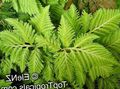 fénykép Selaginella Lágyszárú Növény leírás, jellemzők és növekvő
