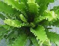 zöld Szobanövények Spleenwort, Asplenium fénykép, termesztés és leírás, jellemzők és növekvő