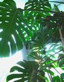 Bilde Split Blad Philodendron Liana beskrivelse, kjennetegn og voksende