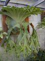 foto Staghorn Fern, Elkhorns Planta Herbácea descrição, características e crescente