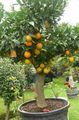 vert des plantes en pot Orange Douce des arbres, Citrus sinensis Photo, la culture du sol et la description, les caractéristiques et un cultivation