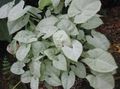 серебристый Комнатные Растения Сингониум лианы, Syngonium Фото, культивация и описание, характеристика и выращивание