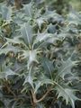 zilverachtig Kamerplanten Thee Olijf struik, Osmanthus foto, teelt en beschrijving, karakteristieken en groeiend