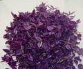 violetti Sisäkasvit Tradescantia,  kuva, muokkaus ja tuntomerkit, ominaisuudet ja viljely
