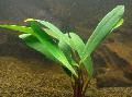 Aquarium Aquatic Plants Anubias afzelii, Green Photo, care and description, characteristics and growing