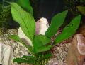 Aquarium Aquatic Plants Anubias barteri var. glabra, Green Photo, care and description, characteristics and growing